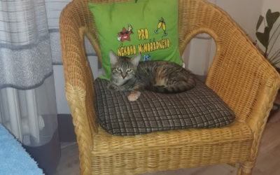 Do nového domova odjela Sendynka