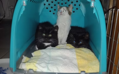 Do nového domova odjeli Karolínka, Kevin a Karlík