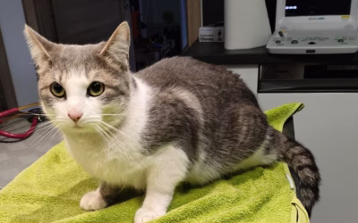 Nový příjem – Bobeš