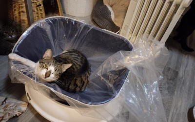 Sobriňo děkuje za záchodky