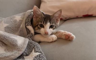 Do nového domova odjela Sisinka