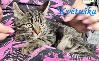 Nový příjem – Jituška, Květuška a Benjamínek