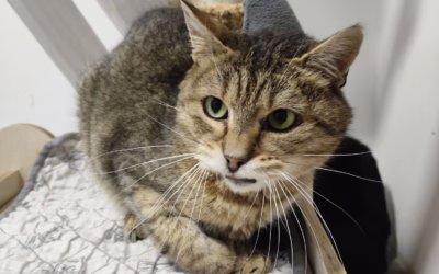 Ghostíkova sváteční nálada