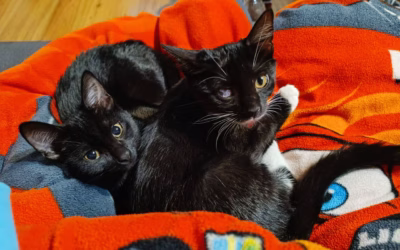 Do nového domova odjely Jája a Kamilka