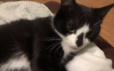 Do nového domova odjel Bohoušek