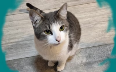 Bobešek přeje krásné Vánoce!