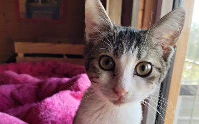 Dášenka čeká na svůj domov