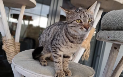 Ríšánkova první zima