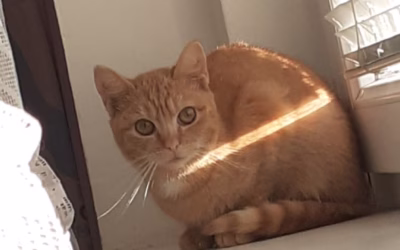 Do nového domova odjel plachý Leo