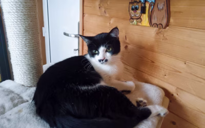 Berenička čeká na svůj domov