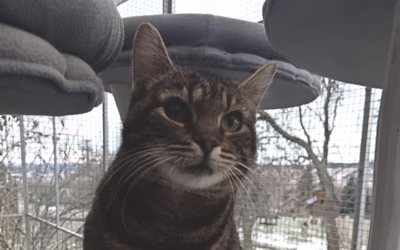 Anežka po autonehodě