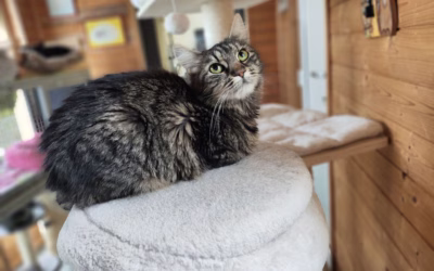 Májinka čeká na svůj domov