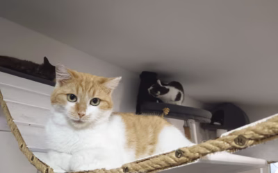 Hélinka na mostíku