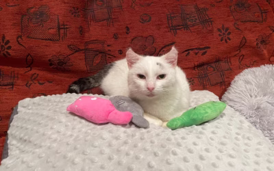 Do nového domova odjel Mikko