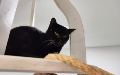 Nabídka virtuální adopce – Rudlinka