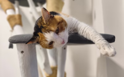 Krásná Esmeralda hledá nový domov