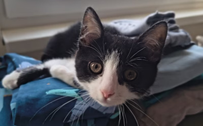 Do nového domova odjela Zuzanka