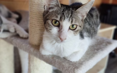 Danielka hledá domov