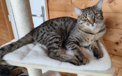 Krásný, hodný a společenský Honzíček