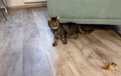 Do nového domova odjela Májinka