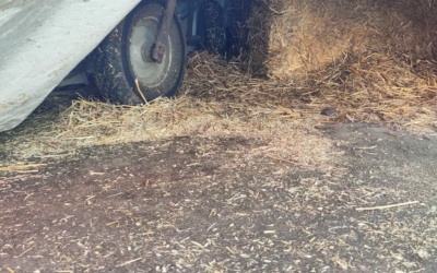 Nový příjem z nedalekého kravína