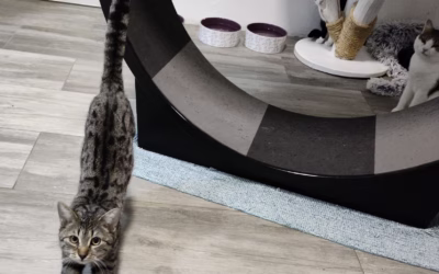 Ríšánek v jednom kole