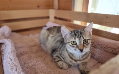 Mína stále čeká na svůj domov