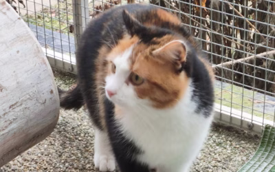 Esmeralda na terásce