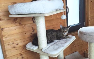 Mouráčci z depozita