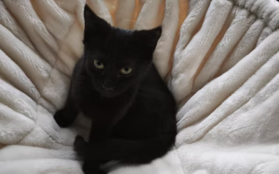 Sazička odjela do nového domova