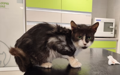 Evelínka na veterině