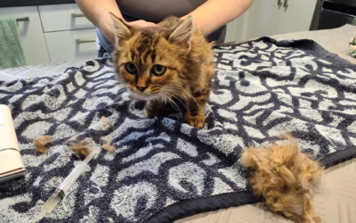 Amélie při oddredování