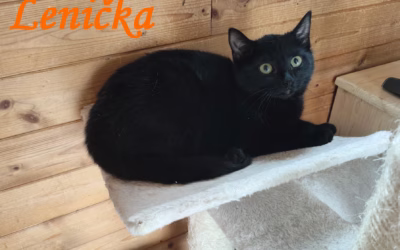 NOVÝ PŘÍJEM z Prahy