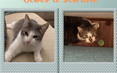 Do nového domova odjeli Bobeš a Sobriňo