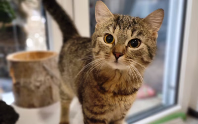 Olívie