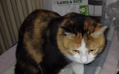 Do nového domova odjela Esmeralda