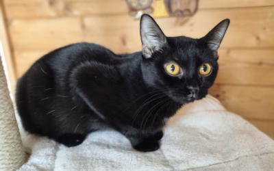 Krásný Kubík hledá nový domov