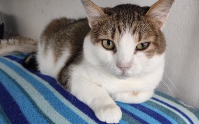 Ivánek, původně jen na hlídání