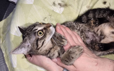 Mireček na veterinární prohlídce