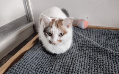 Mirečka hledá nový domov