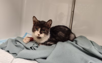 Evelínka na veterině