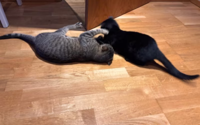 Do nového domova odjela Lenička