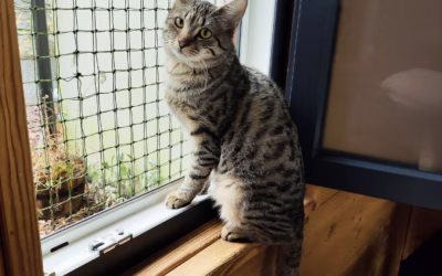 Kde jsi, páníčku?