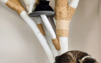 Kočičky přejí krásné pondělí