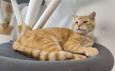 Starší kocourek Filípek