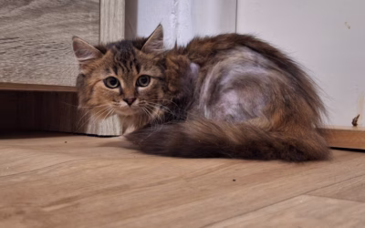 Do nového domova odjela Amélie