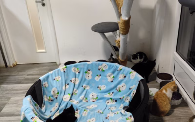 Rozmohl se nám tady takový nešvar…