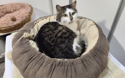 Také Radovánek má za sebou operaci zoubků