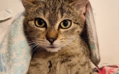 Kastrační program – Abigail, Avery a Luna