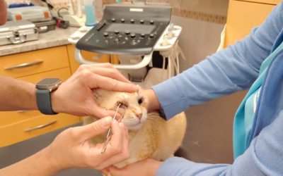 Filip na veterině